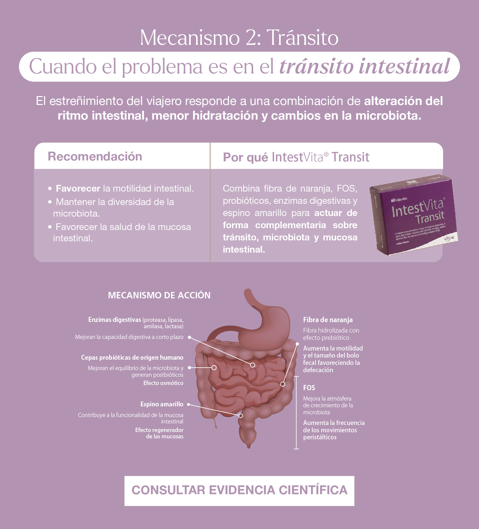 IntestVita Transit